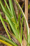 Florida sedge